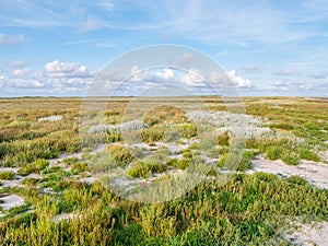 Salt marshes with grasses and sea lavender in nature reserve Boschplaat on island Terschelling, Netherlands