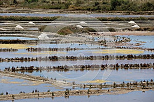 The salt marshes of Guerande