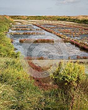 Salt marshes of Guerande on a sunny day in summer