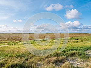 Salt marshes with sand couch and marram grass and sea lavender i