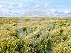 Salt marshes with sand couch and marram grass and sea lavender in nature reserve Boschplaat on island Terschelling, Netherlands