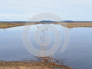 Salt Marshes during springtime on Plum Island