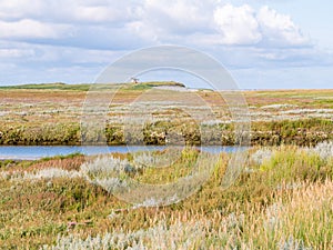 Salt marshes with stream and sea lavender in nature reserve Boschplaat on island Terschelling, Netherlands photo