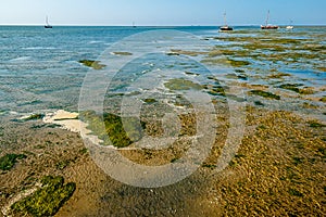 Salt marshes wetlands