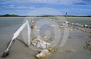 Salt Marshland