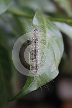 Salt Mash Caterpillar