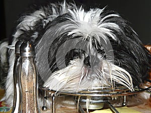 Salt'n'pepper's dog