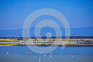 Salt Nature Fauna Landscapes In Great Rift Valley Kajiado County Kenya East Africa Travel