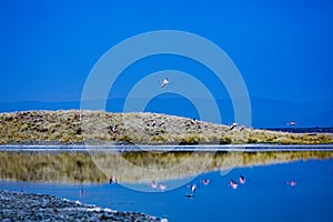 Salt Nature Fauna Landscapes In Great Rift Valley Kajiado County Kenya East Africa Travel