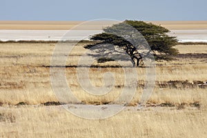 Salt Pan - Etosha National Park - Namibia