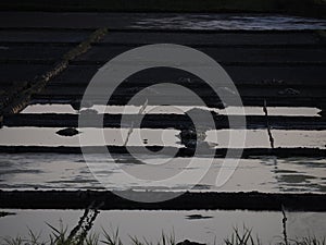 salt pans of Aveiro Portugal photo