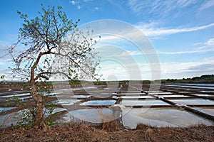 Salt pans or salt evaporation pond, Ribandar Goa.