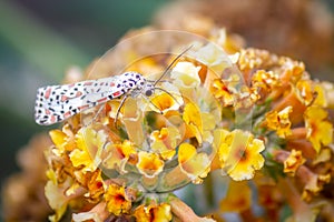 Salt and Pepper Moth Feeding on Buddleia Golden Glow, Romsey Victoria, Australia, January 2021 photo