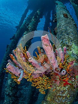 Salt Pier in Bonaire. Caribbean Diving holiday