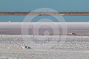 Salt pink lake surface close-up, blue sunny sky