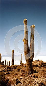 Salt plain cactus Salar de Uyuni