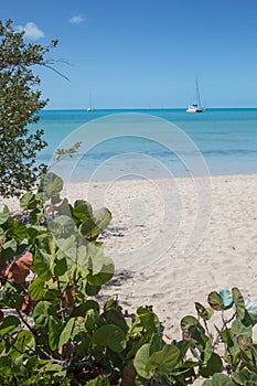 Sea Grape and Sailboat at Long Island, Bahamas