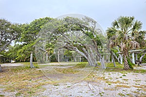 Salt Pruned Oak Trees