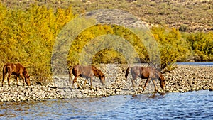 Salt River, Arizona Horses