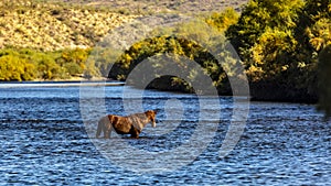 Salt River, Arizona Horses