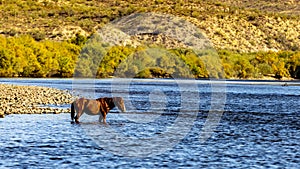 Salt River, Arizona Horses