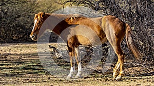 Salt River, Arizona Horses