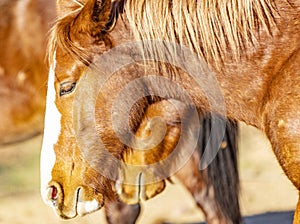 Salt River, Arizona Horses