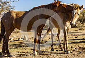 Salt River, Arizona Horses