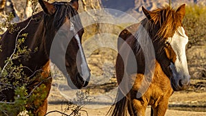 Salt River, Arizona Horses