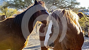 Salt River, Arizona Horses