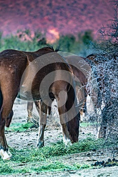 Salt River, Arizona Horses