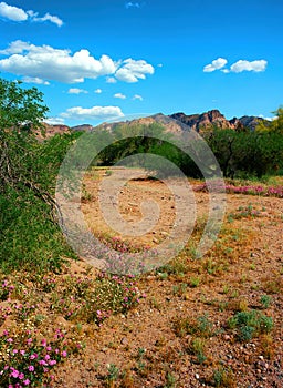 Salt River Recreation Area Arizona