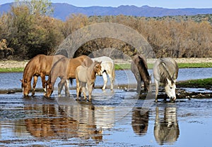 Salt River wild horse band drinks