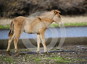 Salt River wild horse colt