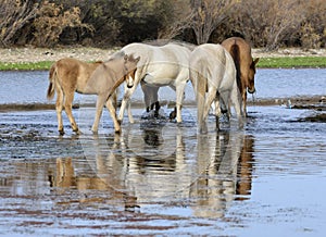 Salt River wild horse colt in river