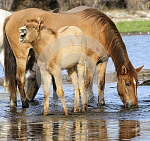 Salt River wild horse colt shouts
