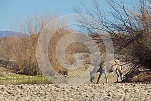 Salt River Wild Horse Drinking