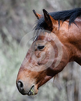 Salt river wild horse eating vegitation photo