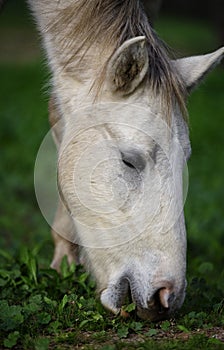 Salt River wild horse grazing closeup