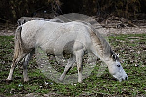 Salt River wild horse reaches