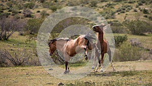 Salt River wild horse stallions kicking while fighting in the Arizona desert area near Scottsdale Arizona USA