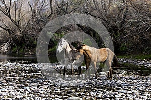 Salt River Wild Horses