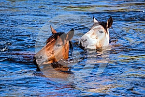 Salt River Wild Horses