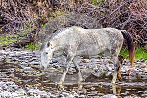 Salt River Wild Horses