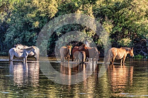 Salt River Wild Horses