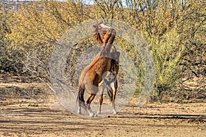 Salt River Wild Horses