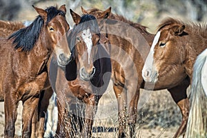 Salt River Wild Horses