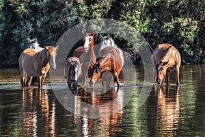 Salt River Wild Horses