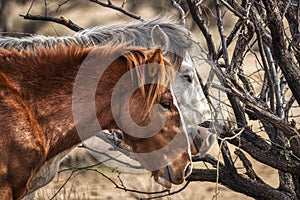 Salt River Wild Horses