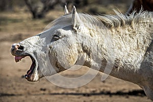 Salt River Wild Horses